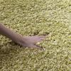 SAFAVIEH California Shag Collection Area Rug – 5’3′ x 7’6′, Beige, Non-Shedding & Easy to Clean, Ultra Plush Thick Pile, Ideal for Living Room, Bedroom, Dining Space (SG151-1313)(Green)