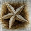 Safavieh Art Collection Sea Shell Paintings