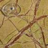 SAFAVIEH Couture Collection – Danny Green & Brown Stacked Round Marble Accent Table, Fully Assembled (SFV5766B)(Brown/Green)